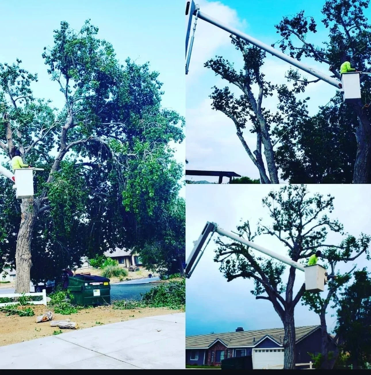Bucket truck operator trimming large oak tree branches with hydraulic lift equipment