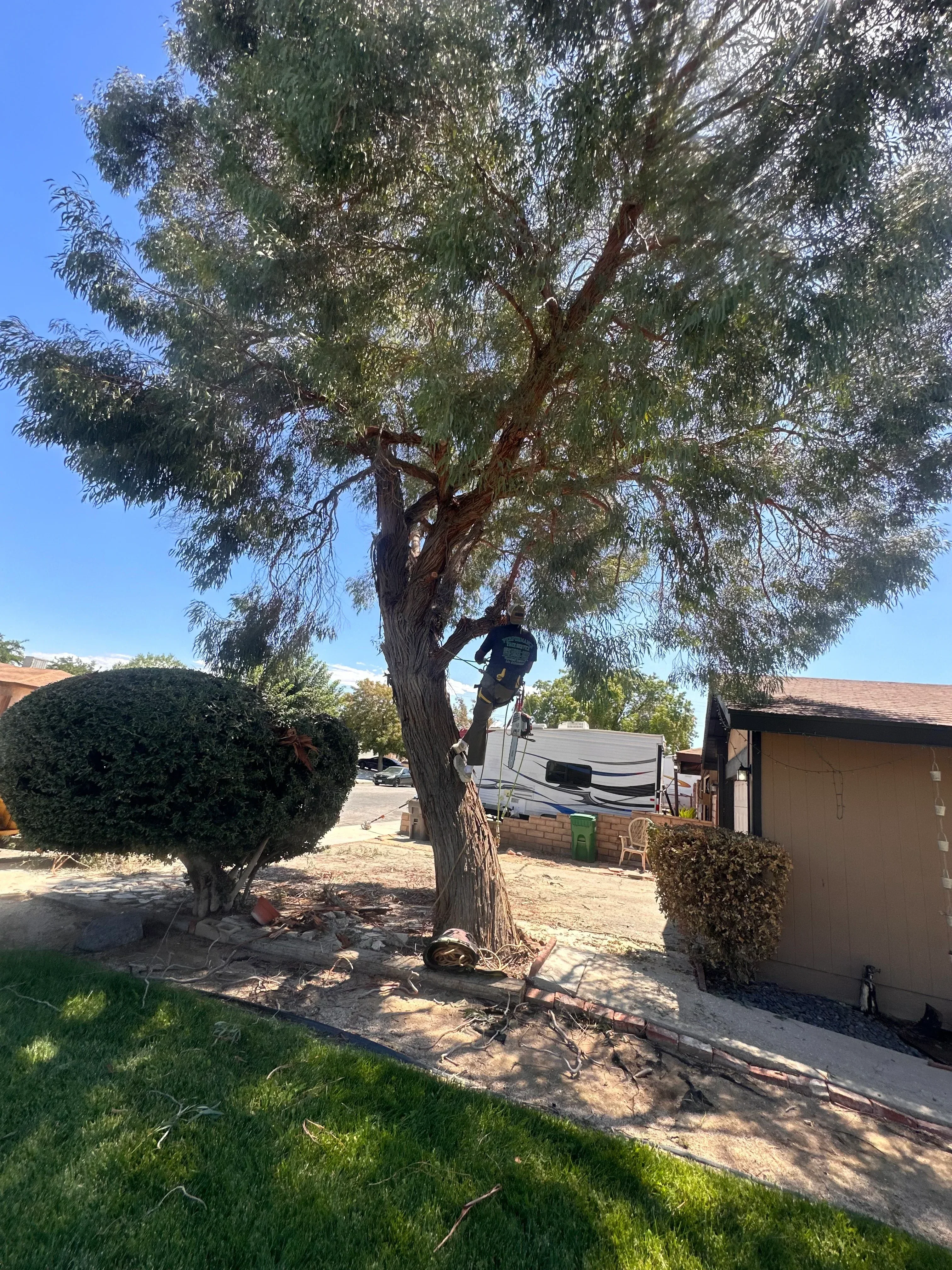 Large tree trunk being removed from residential property with service truck on-site