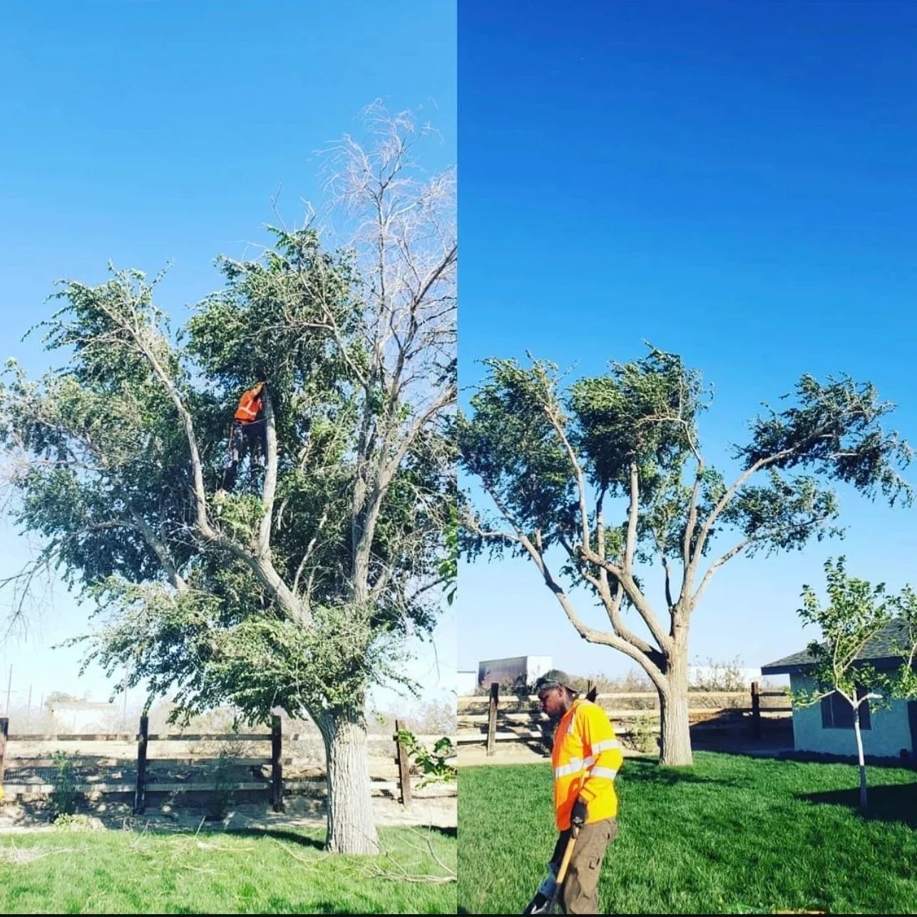Arborist in safety gear removing large dead tree limbs with climbing equipment