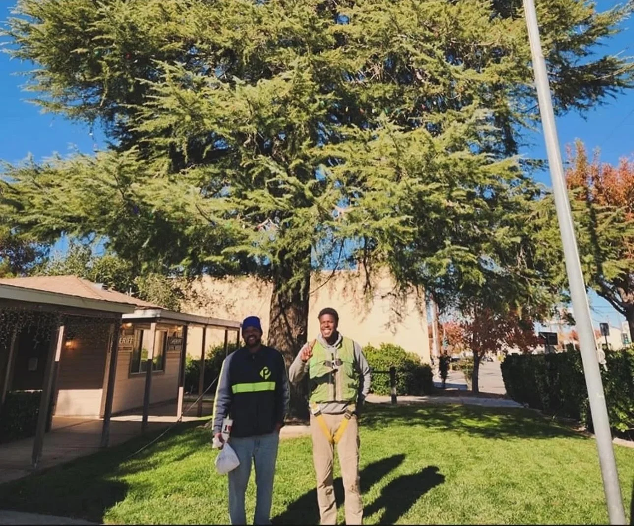 Two arborists inspecting mature conifer tree in residential yard with green lawn and established landscaping