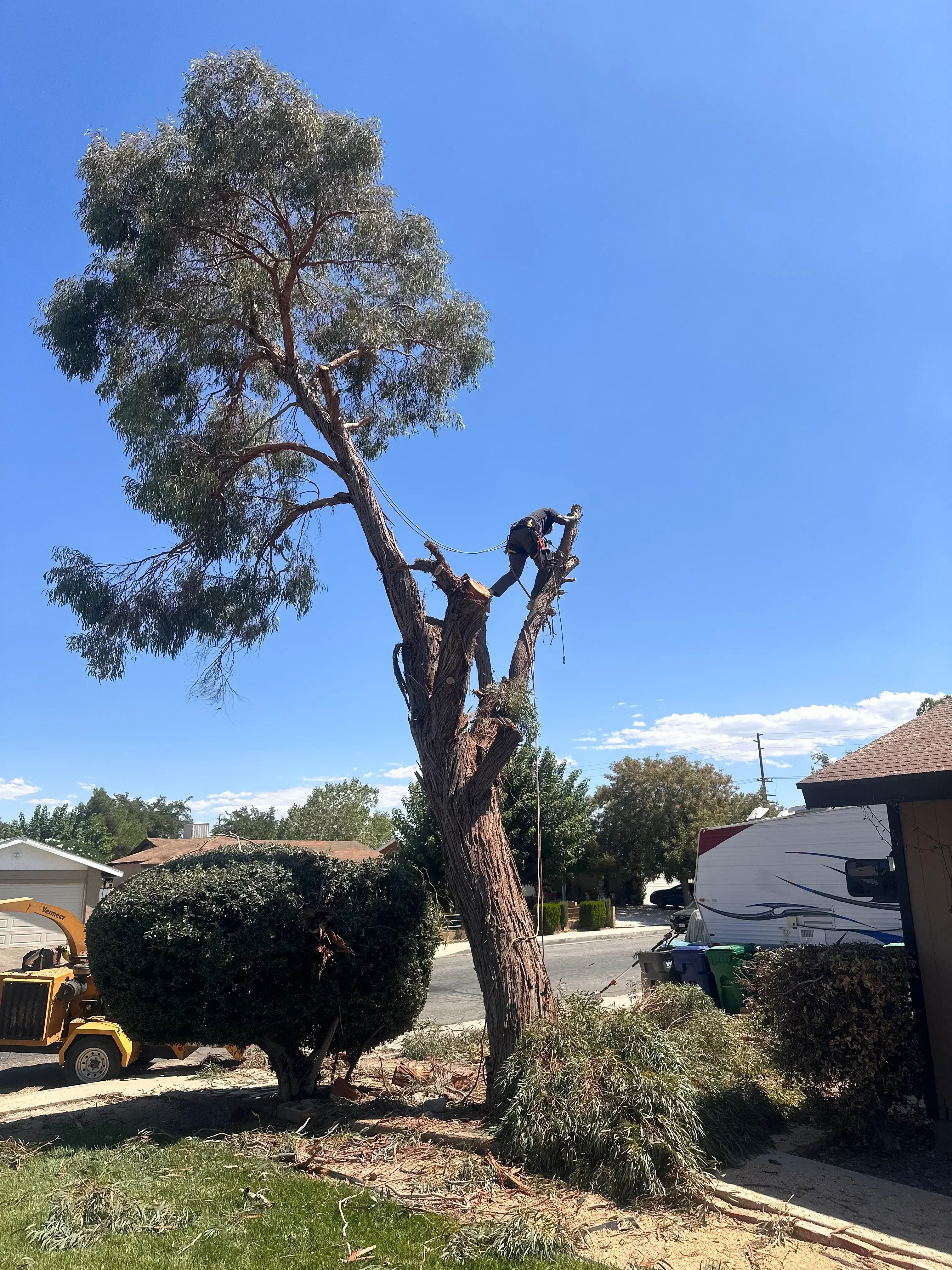 Arborist rigging and lowering large tree sections with rope and safety equipment